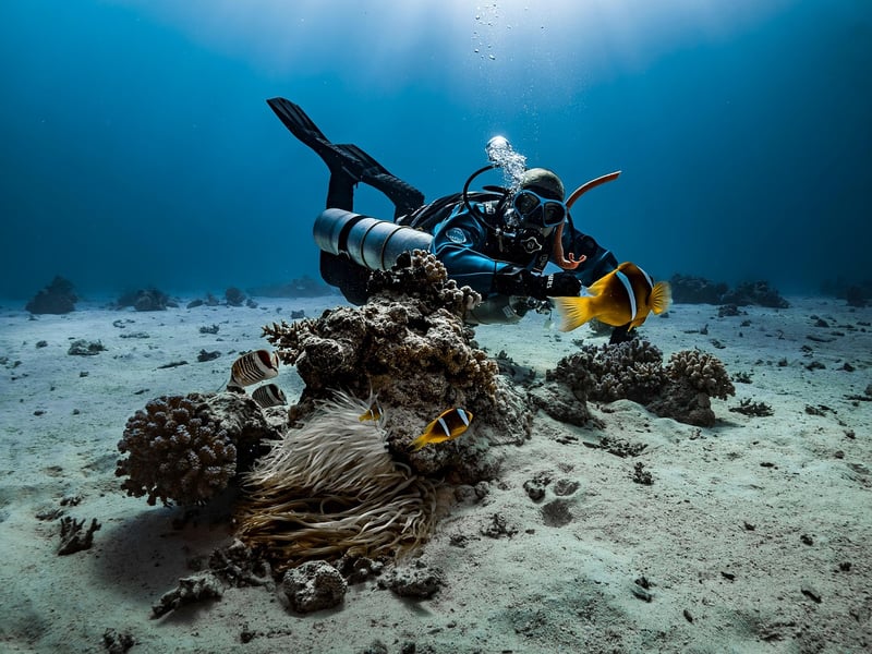 Snorkeling with Marine Life